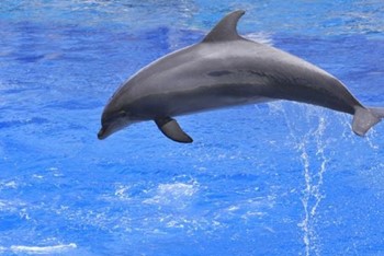 Oman Muscat Dolphin Observing_c56f7_md.jpg